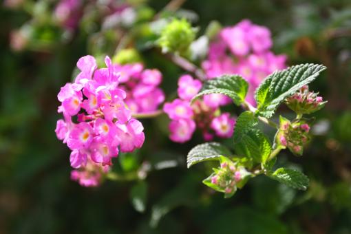 Pink Flower - Free Stock Photo