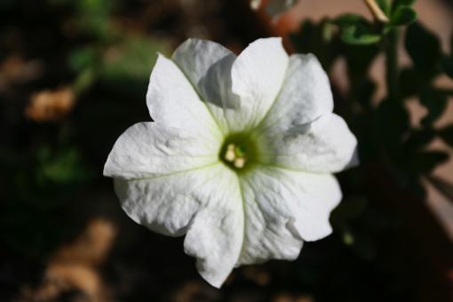 White Flower
