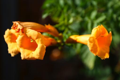 Trumpet Flower