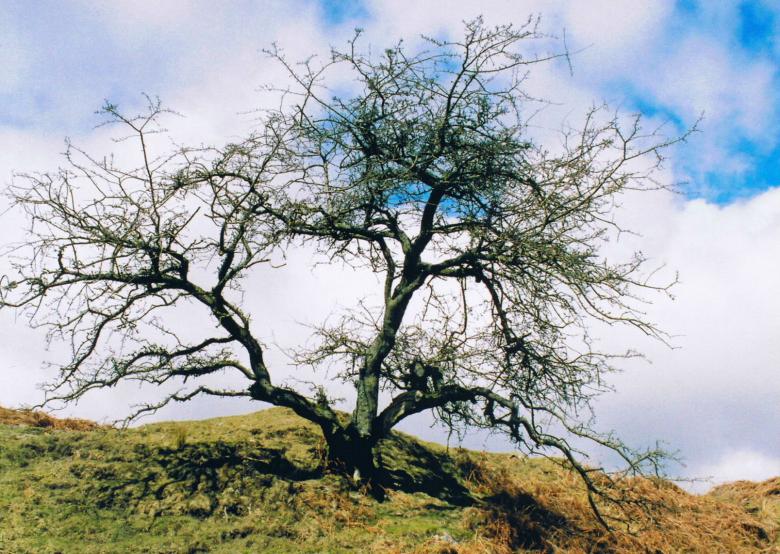 Free stock image of Lonely Tree created by gavin hopps