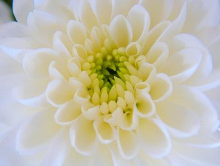 Chrysanthemum - Free Stock Photo