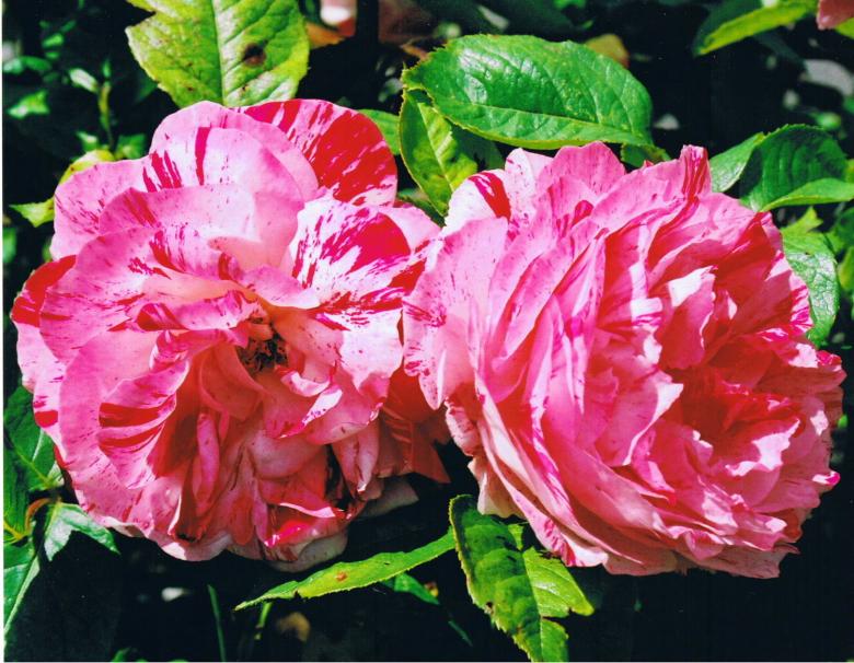 Free stock image of Two Roses created by gavin hopps
