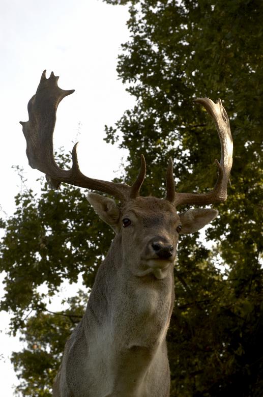 Free stock image of King of the forrest created by sebastian dammark