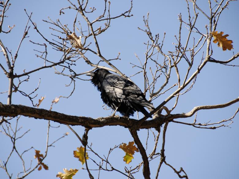 Free stock image of Wild Crow in Sequoia National Park created by j. l. johnson