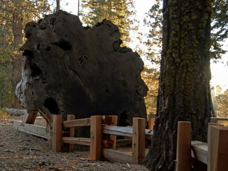 Free stock image of Redwood Cross Section in Sequoia Nationa created by j. l. johnson