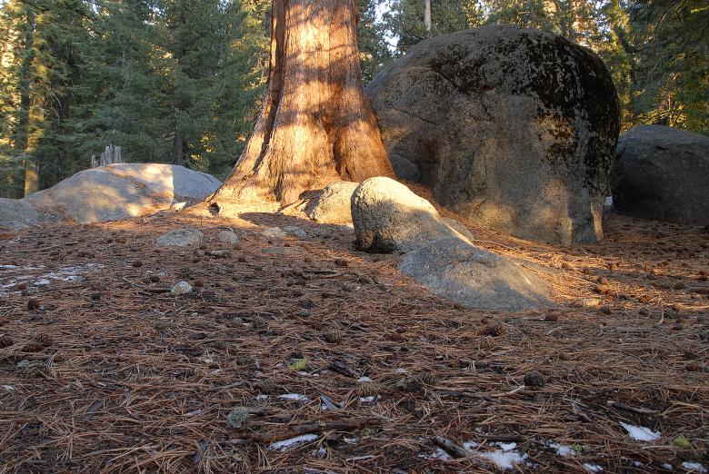 Free stock image of Forest Floor in Sequoia National Park created by j. l. johnson