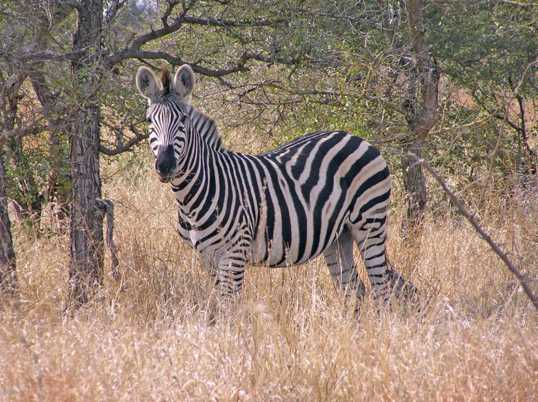 Free stock image of Stripes created by RositaSo Image