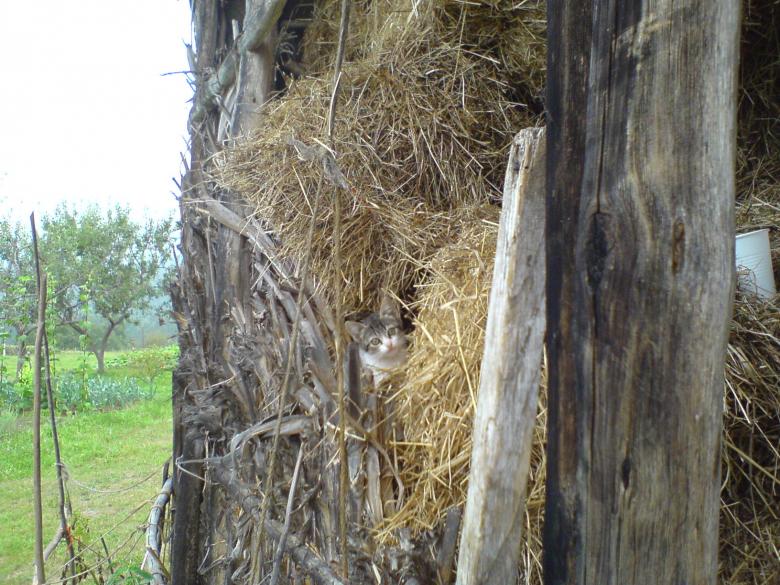 Free stock image of Kitten created by sue s.p