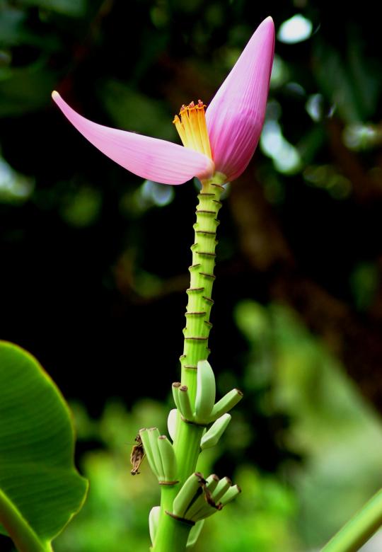 Free stock image of Baby bananas created by requel legaspino