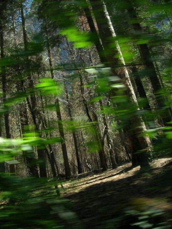 Free stock image of The trees are living created by signe f. luksengard