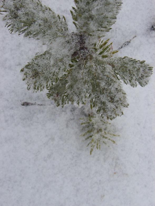 Free stock image of Small pine created by anthony essmaker