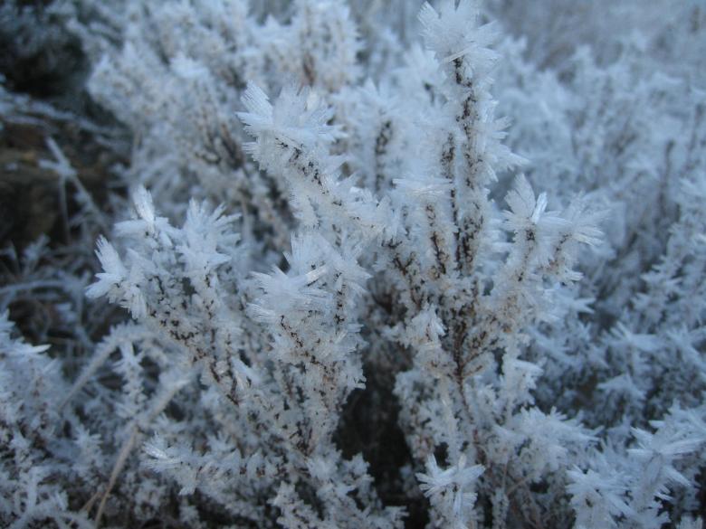 Free stock image of Iceflower created by Bent Arvesen