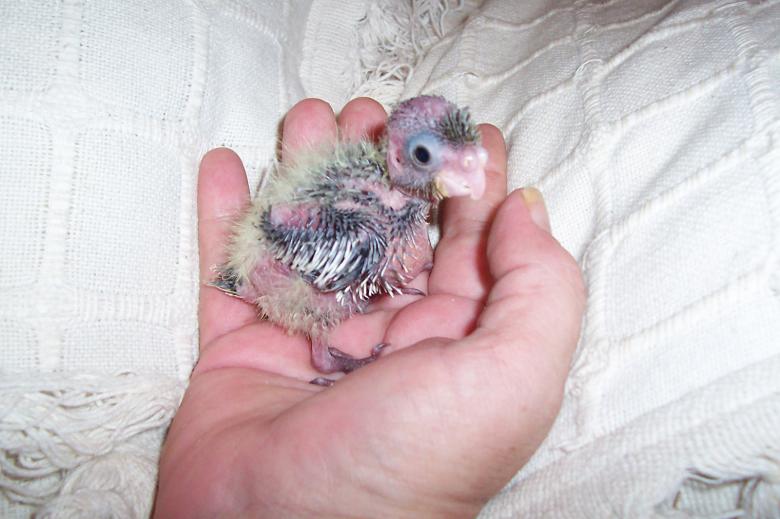 Free stock image of A bird in hand created by k.m. trilford
