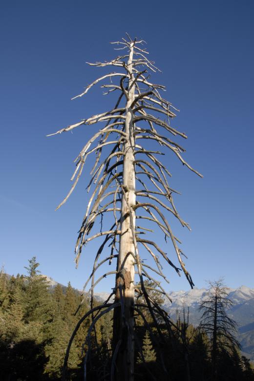 Free stock image of Lifeless Pine in Sequoia National Park created by j. l. johnson