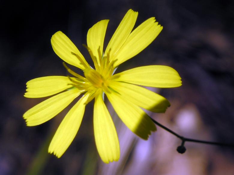 Free stock image of Flower created by yavor yanakiev