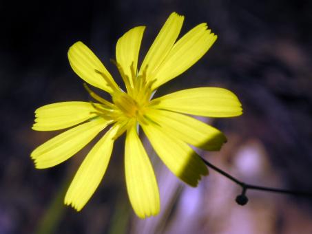 Flower - Free Stock Photo