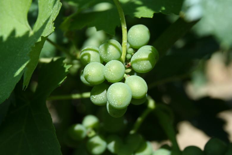 Free stock image of Becoming ripe created by karen bergeson