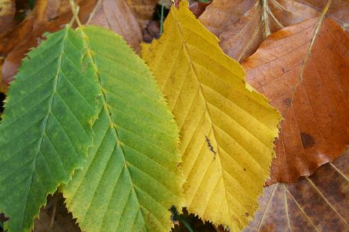 Autumn leafs - Free Stock Photo