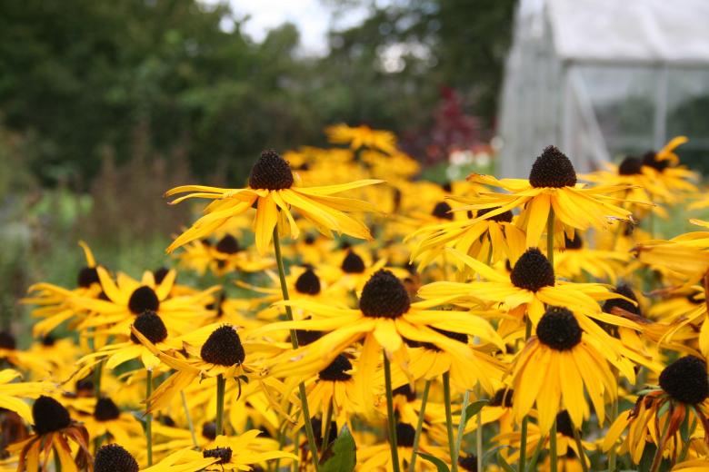 Free stock image of Yellow flowers created by christian taylor hauschild