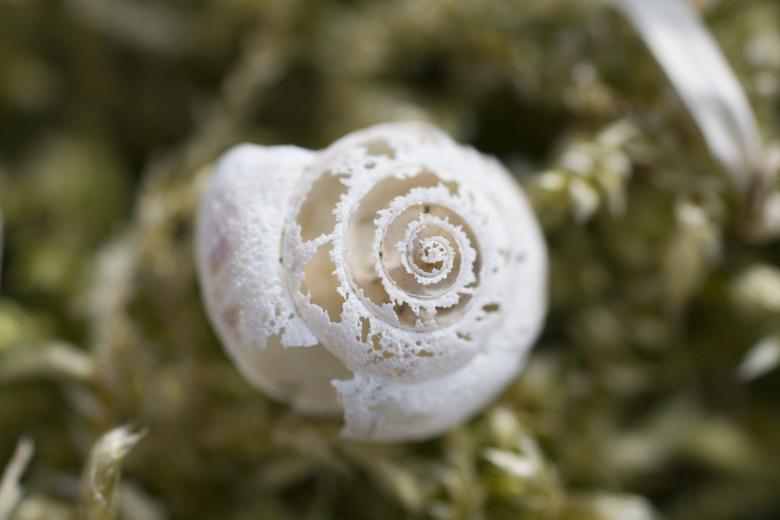 Free stock image of Sea shell created by christian taylor hauschild