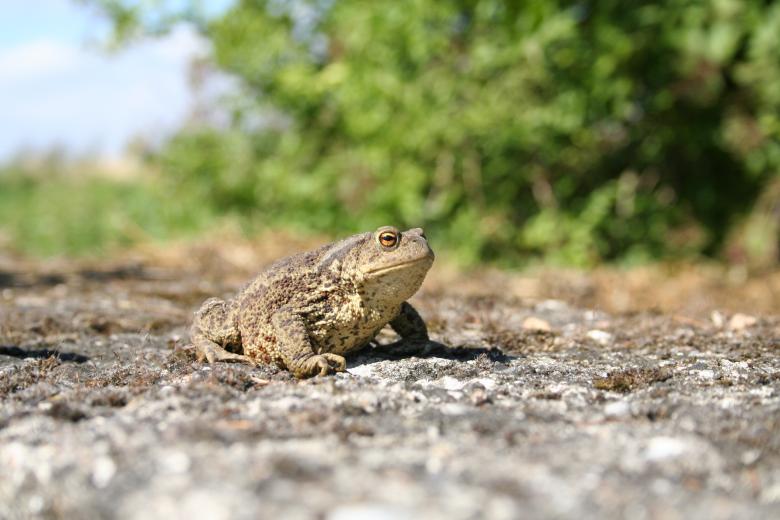 Free stock image of Bullfrog created by christian taylor hauschild