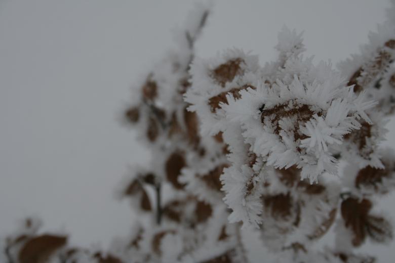 Free stock image of Ice crystals created by christian taylor hauschild