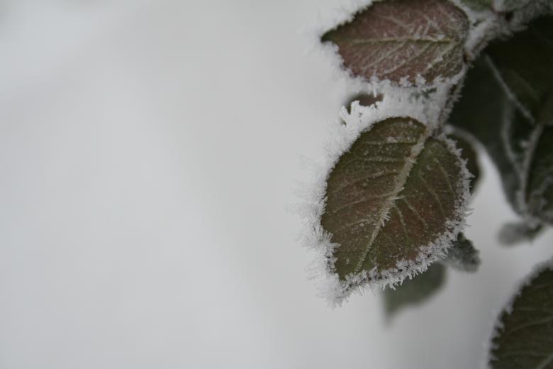 Free stock image of Frozen leaves created by christian taylor hauschild
