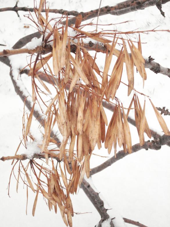 Free stock image of In The Snow created by klara nowak