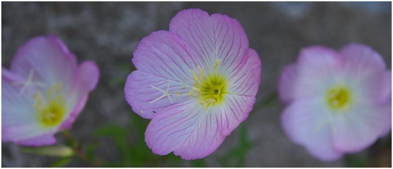 Three flowers - Free Stock Photo