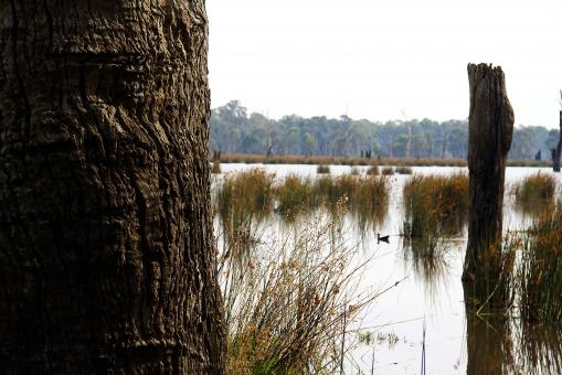 Reedy swamp - Free Stock Photo