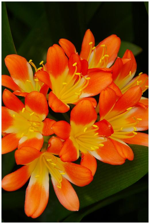 Free stock image of Orange flower created by karl