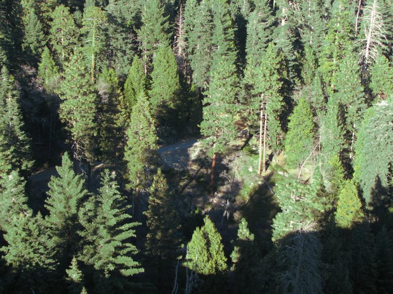 Free stock image of Roadway in the Forest created by bonnie l. mahaffey