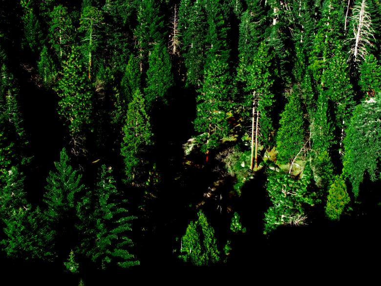 Free stock image of Dark Forest created by bonnie l. mahaffey