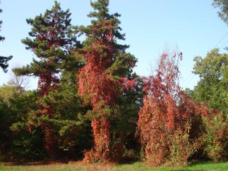 Autumn and tree - Free Stock Photo