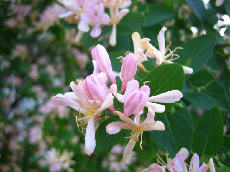 Free stock image of Flower created by dragomir bogomilov