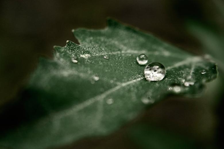 Free stock image of Nature tears created by jordan_rusev
