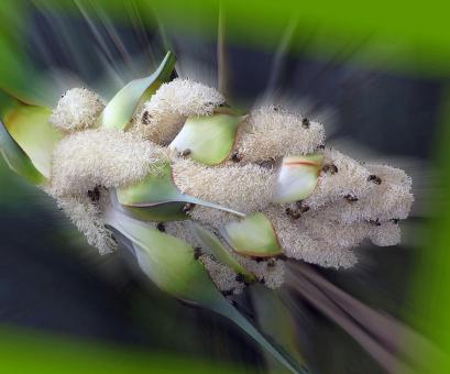 White hairy plant - Free Stock Photo