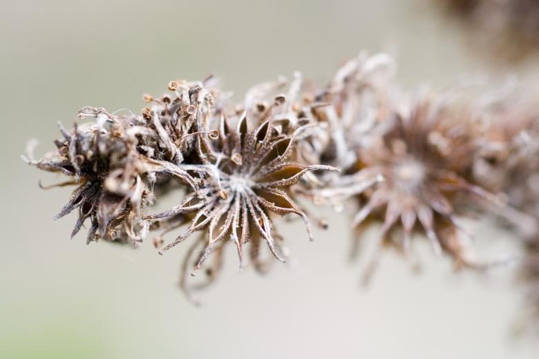 Free stock image of Dead plant created by christian taylor hauschild