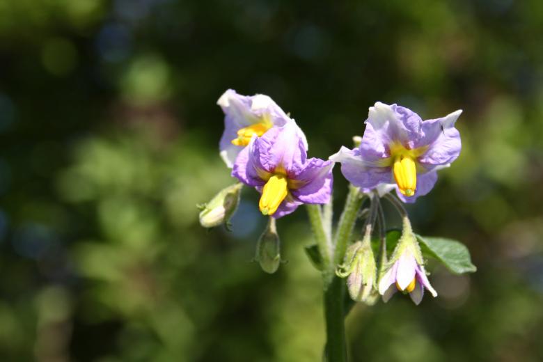 Free stock image of Purple flowers created by christian taylor hauschild