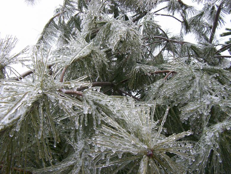 Free stock image of More pines created by anthony essmaker