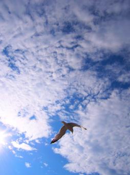 The bird - Free Stock Photo