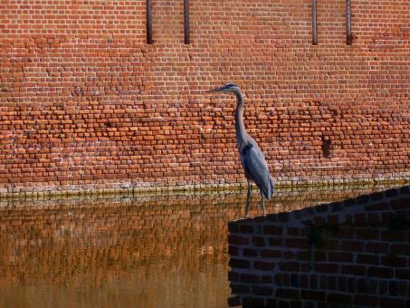 The bird 1 - Free Stock Photo