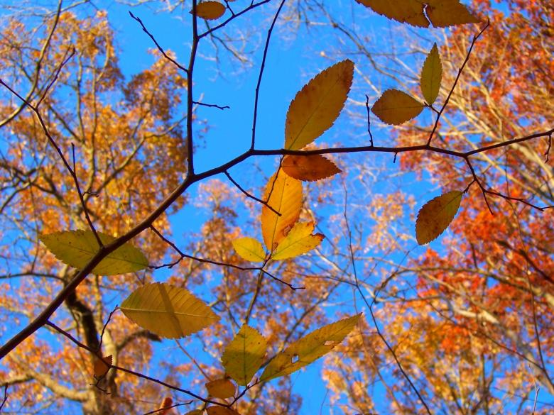 Free stock image of Leafs created by julia koehler