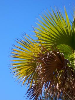 Palms - Free Stock Photo