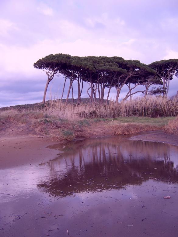 Free stock image of Trees created by julia koehler