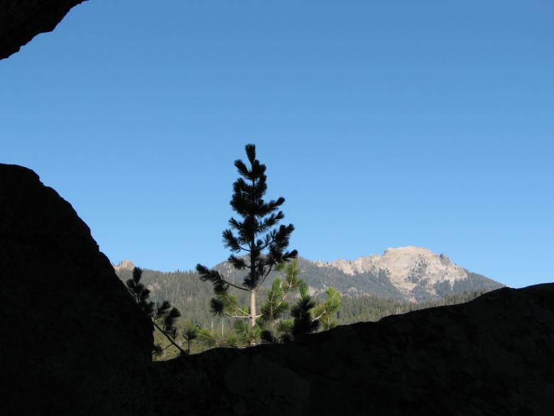 Free stock image of Sun on Pine Tree in Shadows created by bonnie l. mahaffey