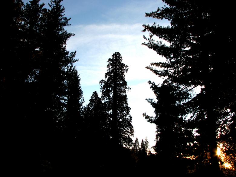 Free stock image of Sundown Forest created by bonnie l. mahaffey