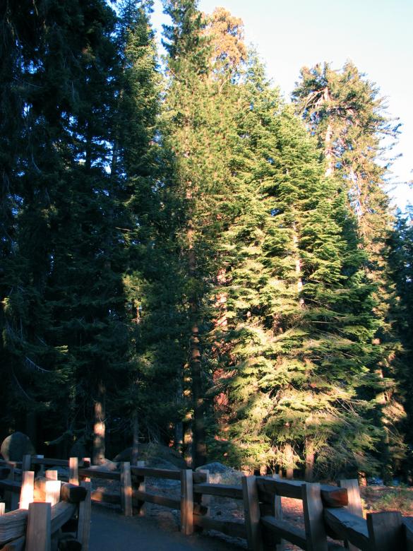 Free stock image of Walkway in the Forest created by bonnie l. mahaffey