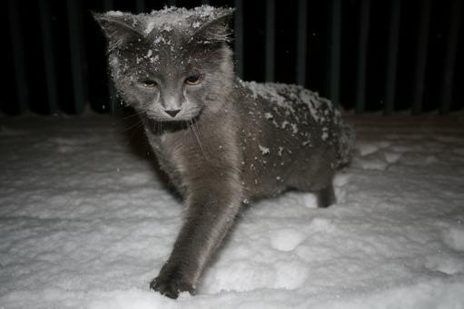 First snowfall - Free Stock Photo