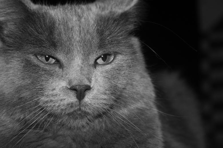 Free stock image of Maui waui created by adam pakstas
